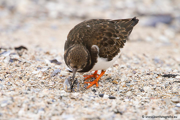 Kust- en Watervogels, Bart Fotografie-488