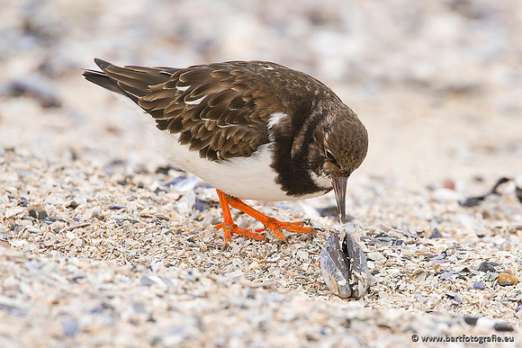 Kust- en Watervogels, Bart Fotografie-489