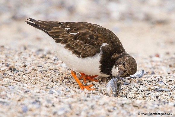 Kust- en Watervogels, Bart Fotografie-490