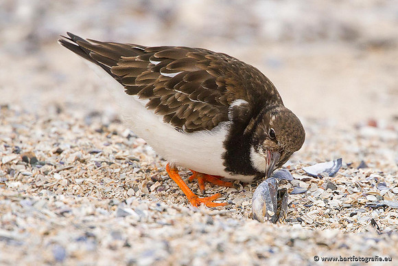 Kust- en Watervogels, Bart Fotografie-491