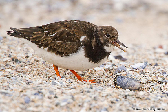 Kust- en Watervogels, Bart Fotografie-492