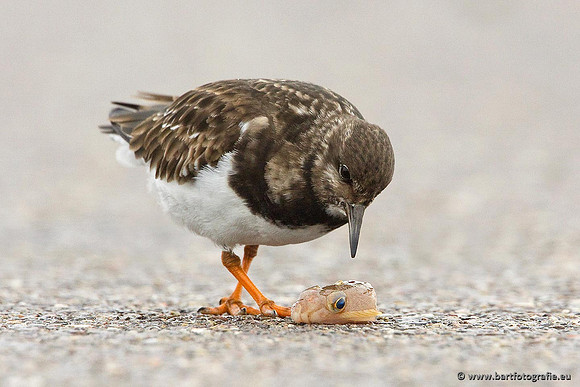Kust- en Watervogels, Bart Fotografie-493