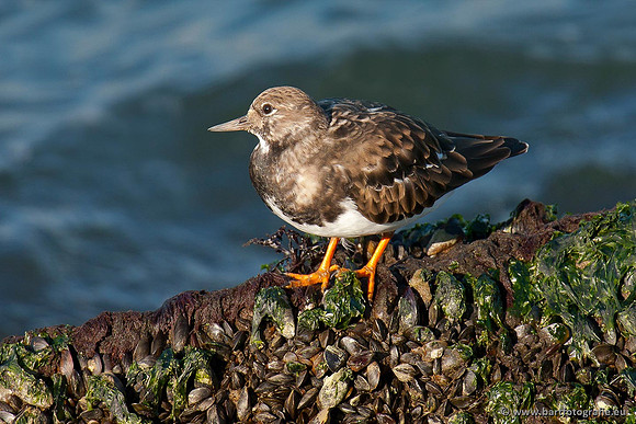 Kust- en Watervogels, Bart Fotografie-494