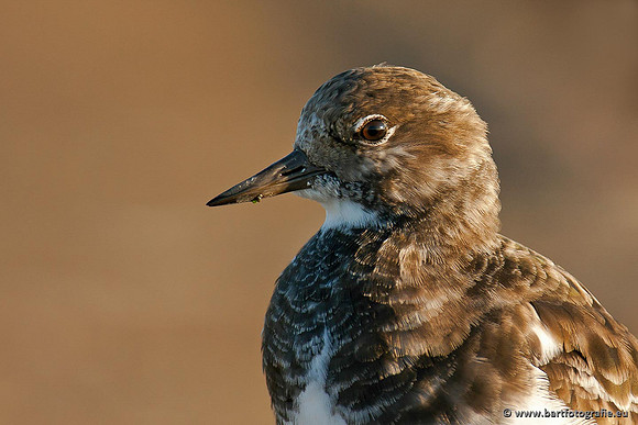 Kust- en Watervogels, Bart Fotografie-495