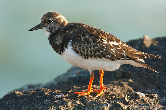 Kust- en Watervogels, Bart Fotografie-496