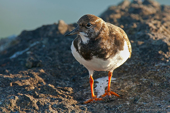 Kust- en Watervogels, Bart Fotografie-497
