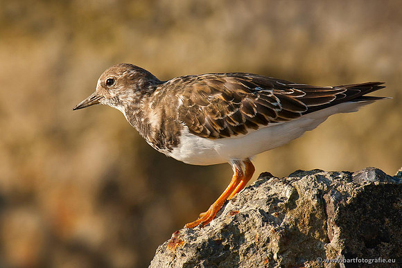 Kust- en Watervogels, Bart Fotografie-498