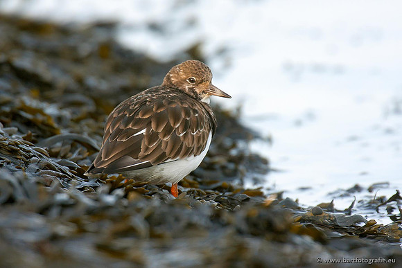 Kust- en Watervogels, Bart Fotografie-500