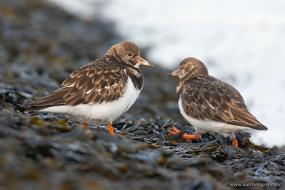 Kust- en Watervogels, Bart Fotografie-501