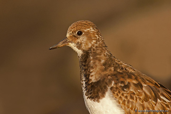 Kust- en Watervogels, Bart Fotografie-499