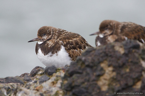 Kust- en Watervogels, Bart Fotografie-502