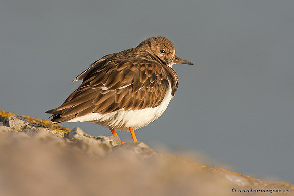Kust- en Watervogels, Bart Fotografie-503