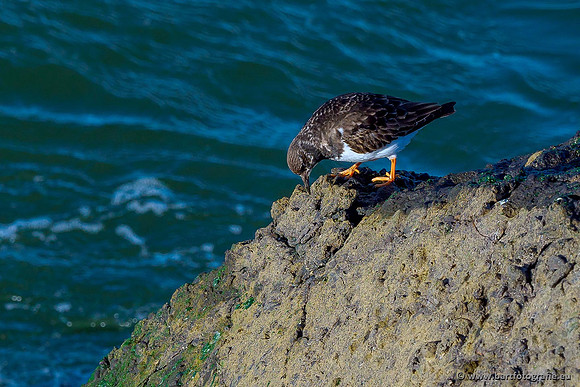 Kust- en Watervogels, Bart Fotografie-504