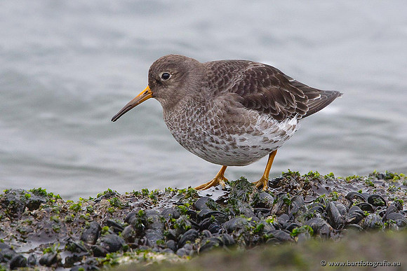 Kust- en Watervogels, Bart Fotografie-505