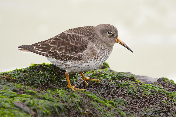 Kust- en Watervogels, Bart Fotografie-506