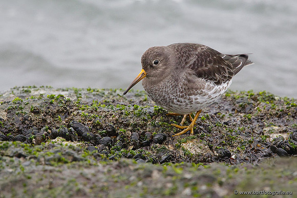 Kust- en Watervogels, Bart Fotografie-507