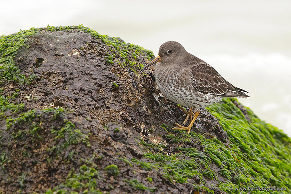 Kust- en Watervogels, Bart Fotografie-508