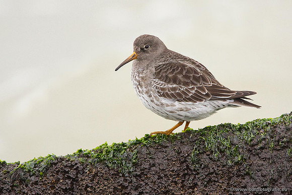 Kust- en Watervogels, Bart Fotografie-509