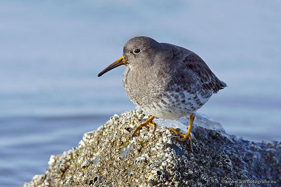 Kust- en Watervogels, Bart Fotografie-510