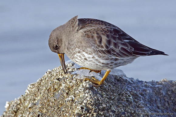 Kust- en Watervogels, Bart Fotografie-511