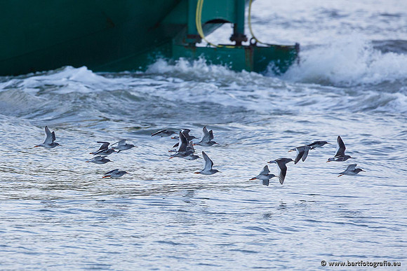 Kust- en Watervogels, Bart Fotografie-512