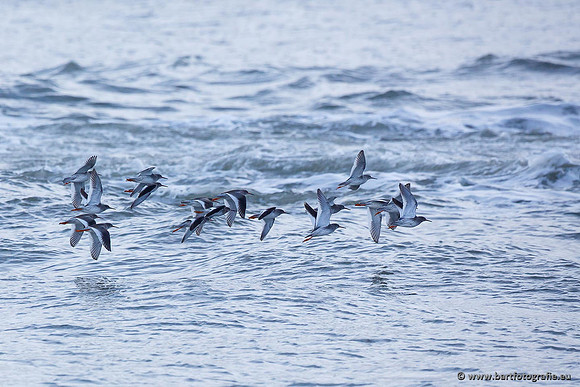 Kust- en Watervogels, Bart Fotografie-513