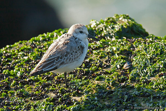 Kust- en Watervogels, Bart Fotografie-514