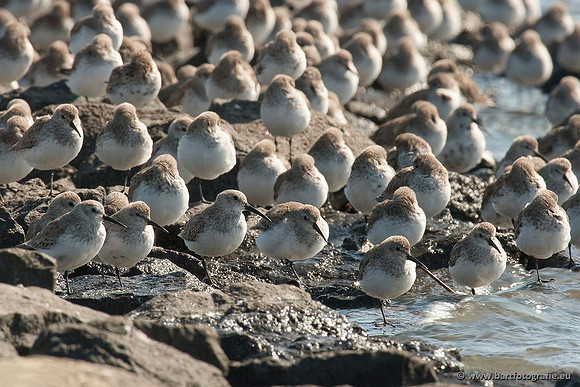 Kust- en Watervogels, Bart Fotografie-515