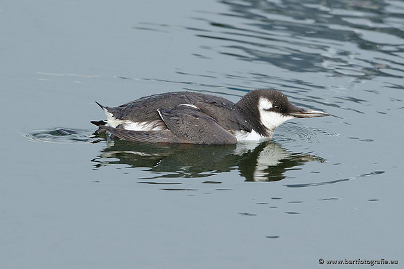Kust- en Watervogels, Bart Fotografie-516
