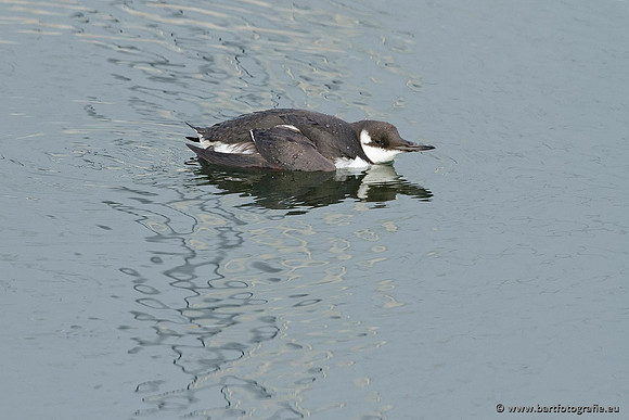 Kust- en Watervogels, Bart Fotografie-517