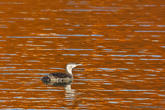 Kust- en Watervogels, Bart Fotografie-518