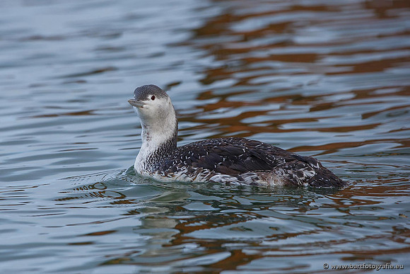 Kust- en Watervogels, Bart Fotografie-519