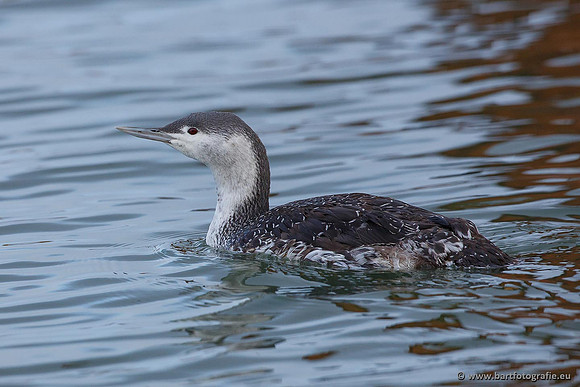 Kust- en Watervogels, Bart Fotografie-520