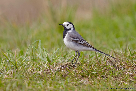 Kwikstaarten en Piepers, Bart Fotografie-028