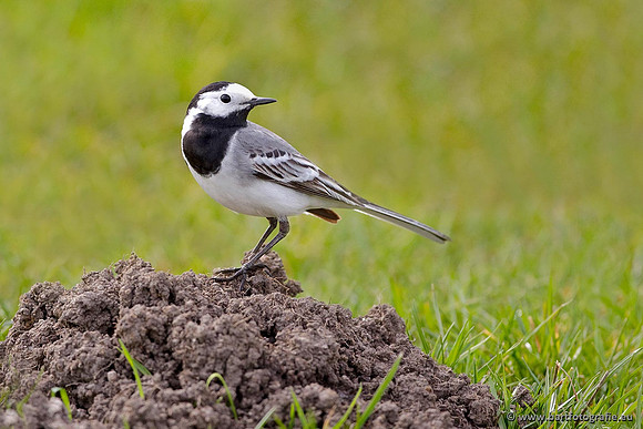 Kwikstaarten en Piepers, Bart Fotografie-030