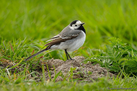 Kwikstaarten en Piepers, Bart Fotografie-037