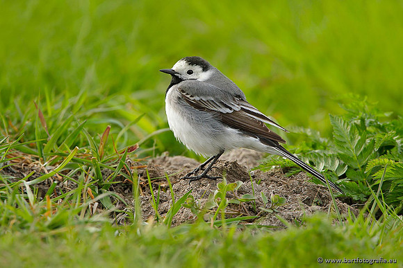 Kwikstaarten en Piepers, Bart Fotografie-038