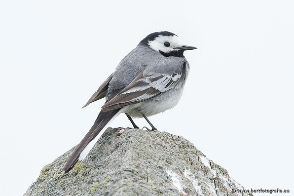 Kwikstaarten en Piepers, Bart Fotografie-040