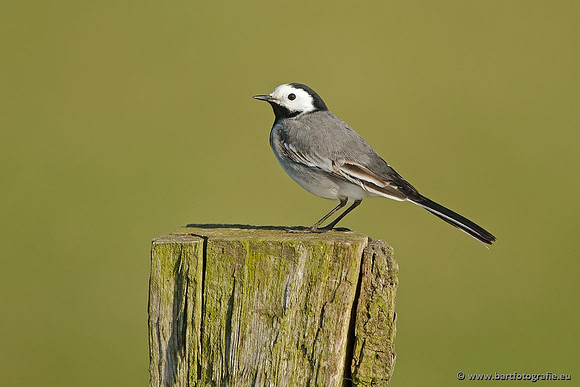 Kwikstaarten en Piepers, Bart Fotografie-051