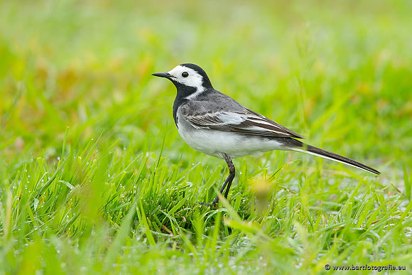 Kwikstaarten en Piepers, Bart Fotografie-053