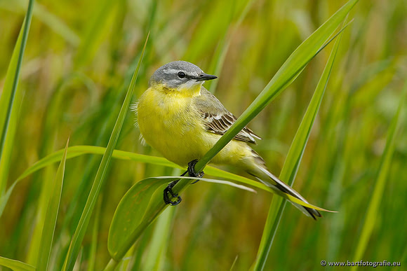 Kwikstaarten en Piepers, Bart Fotografie-054