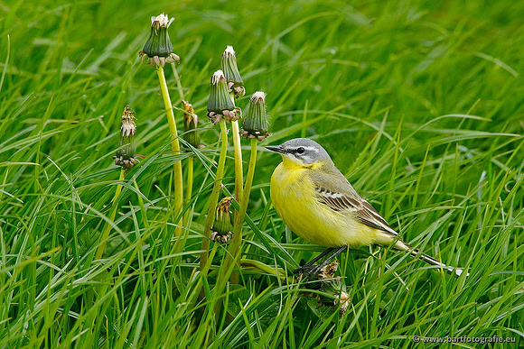 Kwikstaarten en Piepers, Bart Fotografie-055