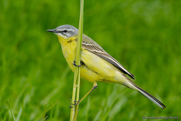 Kwikstaarten en Piepers, Bart Fotografie-056