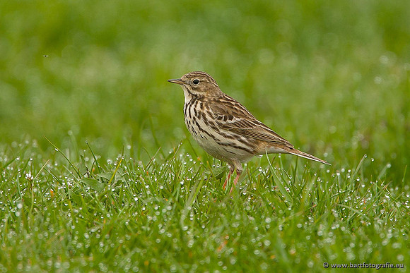 Kwikstaarten en Piepers, Bart Fotografie-086
