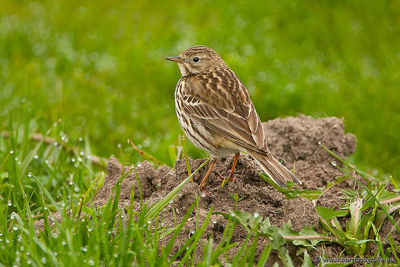 Kwikstaarten en Piepers, Bart Fotografie-087