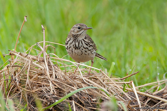 Kwikstaarten en Piepers, Bart Fotografie-089
