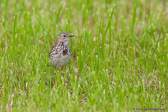 Kwikstaarten en Piepers, Bart Fotografie-090