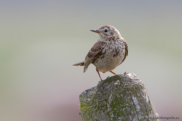 Kwikstaarten en Piepers, Bart Fotografie-091