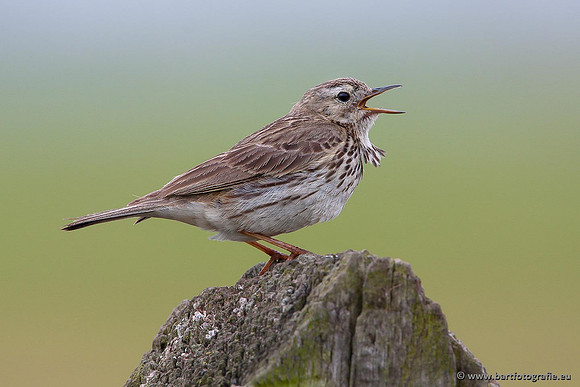 Kwikstaarten en Piepers, Bart Fotografie-092