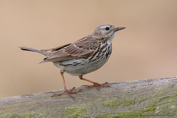 Kwikstaarten en Piepers, Bart Fotografie-094